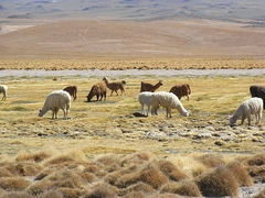 Vicunas - Bolivien